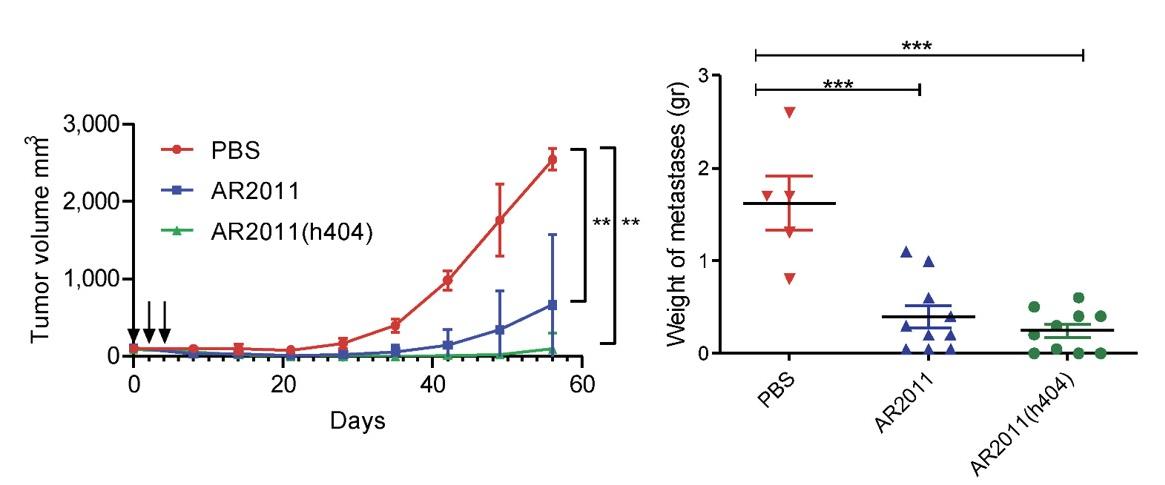 OAdVs reduce tumor volume in an in vivo model. (OA Literature)