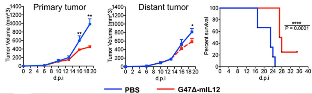 Oncolytic viruses can reduce the volume of primary and distant tumors and prolong the survival of mice. (OA Literature)