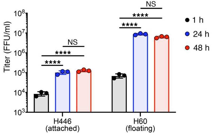 Oncolytic virus replication in cancer cells over 48 hours. (OA Literature)