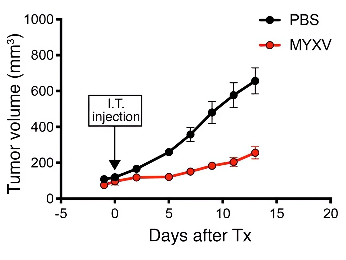 The effect of the oncolytic virus on tumor volume reduction is plotted with the use of line plots. (OA Literature)