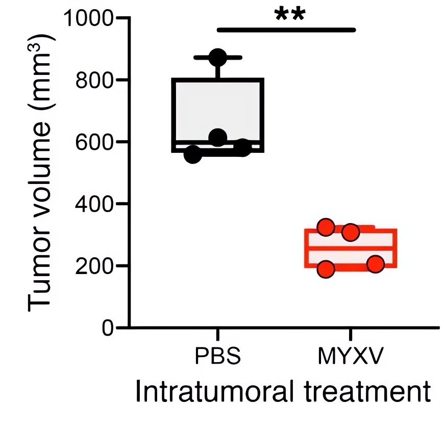 The effect of the oncolytic virus on tumor volume reduction was plotted with the use of breaker-box plots. (OA Literature)