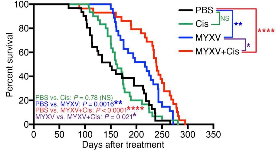 Oncolytic virus combined with cisplatin can improve the survival time of cancer mice. (OA Literature)
