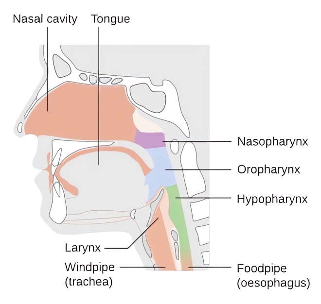 Anatomical diagram of the constituent parts of the human pharynx and larynx.