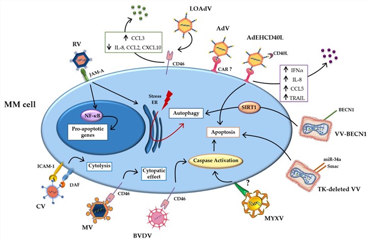 Different classes of oncolytic viruses are used for the treatment of multicellular myeloma. (OA Literature)