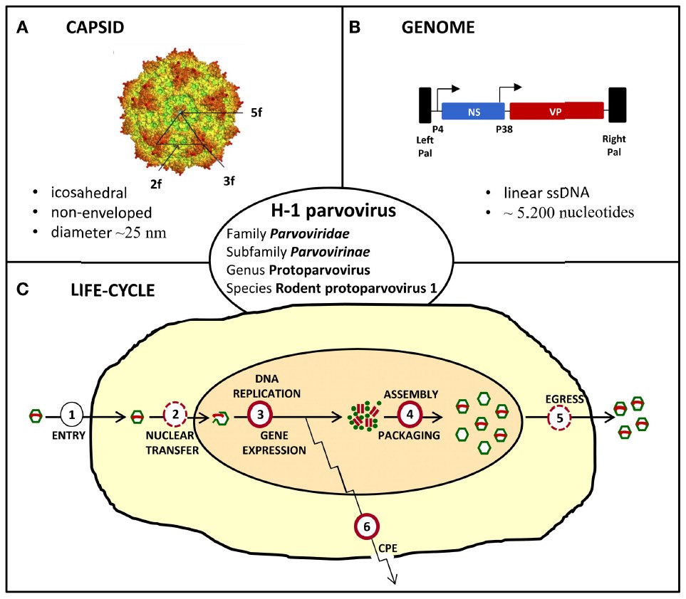Characteristics of H-1 parvovirus.