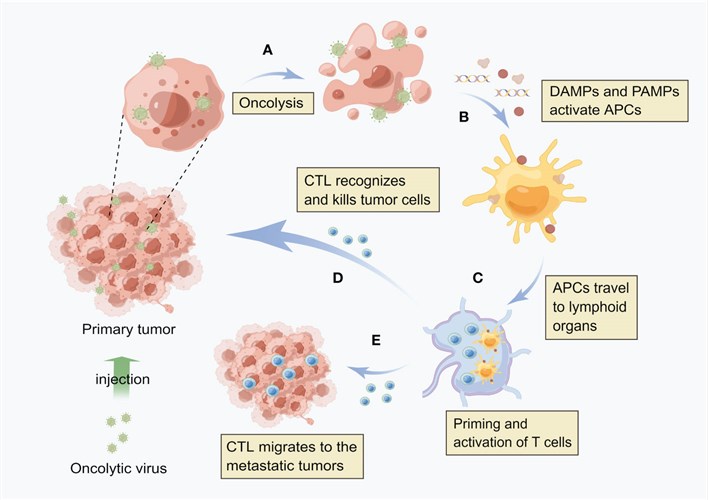 Mechanisms of oncolytic virotherapy in the treatment of tumors.