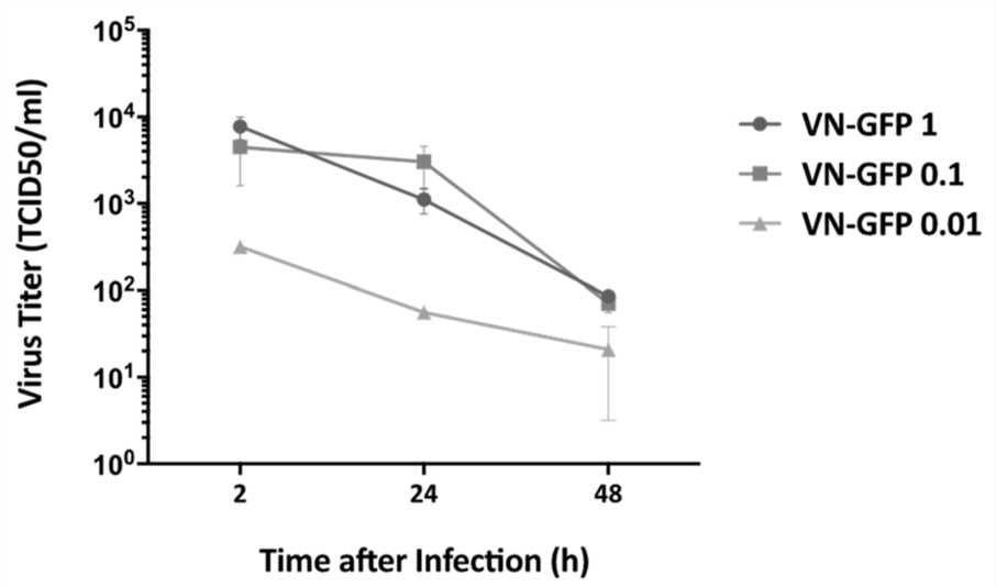 Oncolytic viruses are co-cultured with tumor cells. (OA Literature)