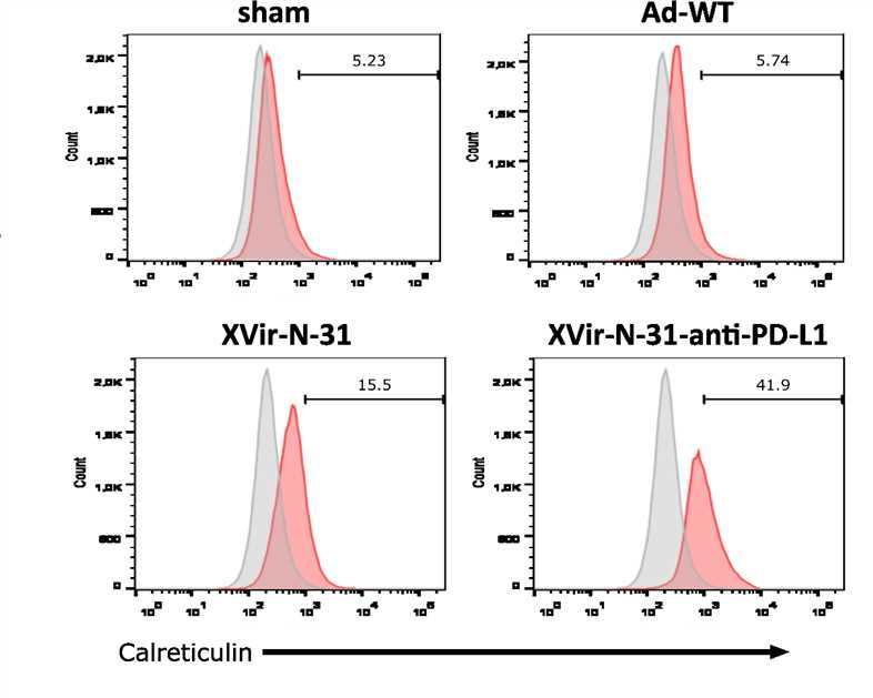 Analysis of CRT surface expression in U87MG cells. (OA Literature)