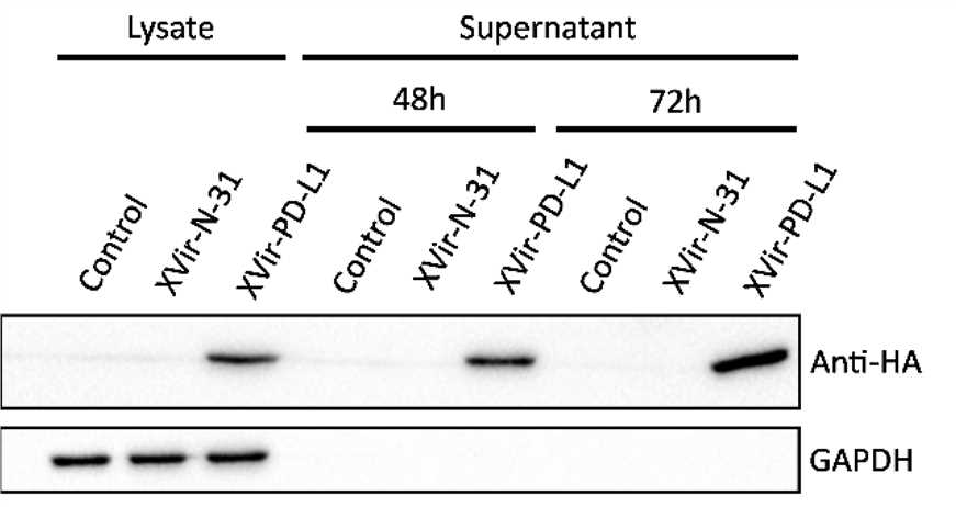Anti-pd-l1 production and secretion were analyzed by immunoblotting using anti-HA antibodies. (OA Literature)