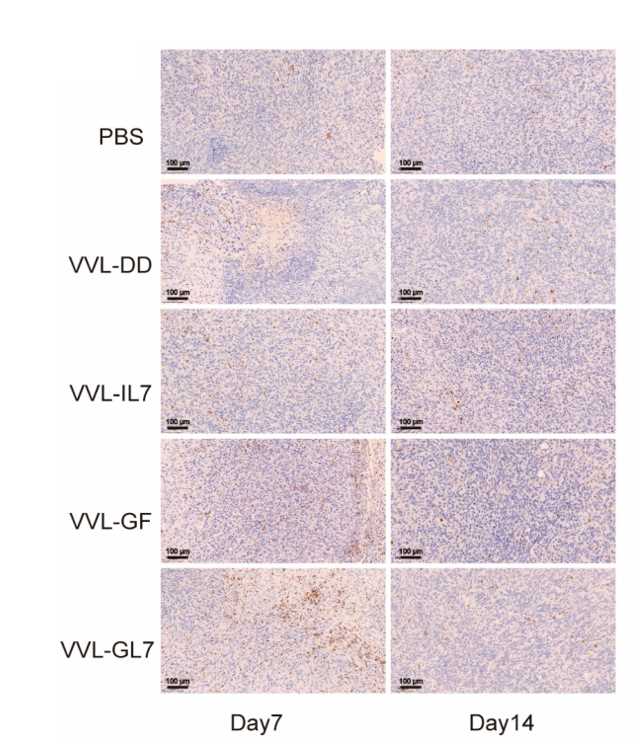 Representative immunohistochemical images for each treatment group. (OA Literature)