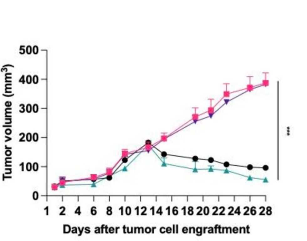 Measurements of tumor volume were performed throughout the experiment. (OA Literature)