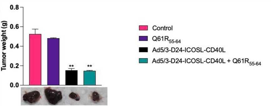 Tumor weight is assessed at the end of the study. (OA Literature)