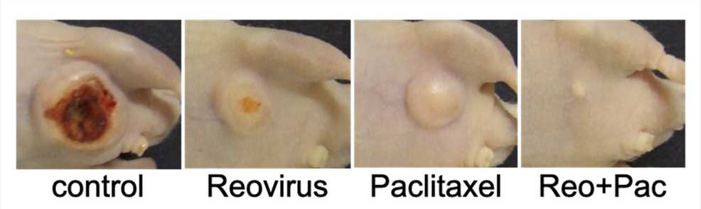 Images of transplanted tumors in nude mice after forming. (OA Literature)