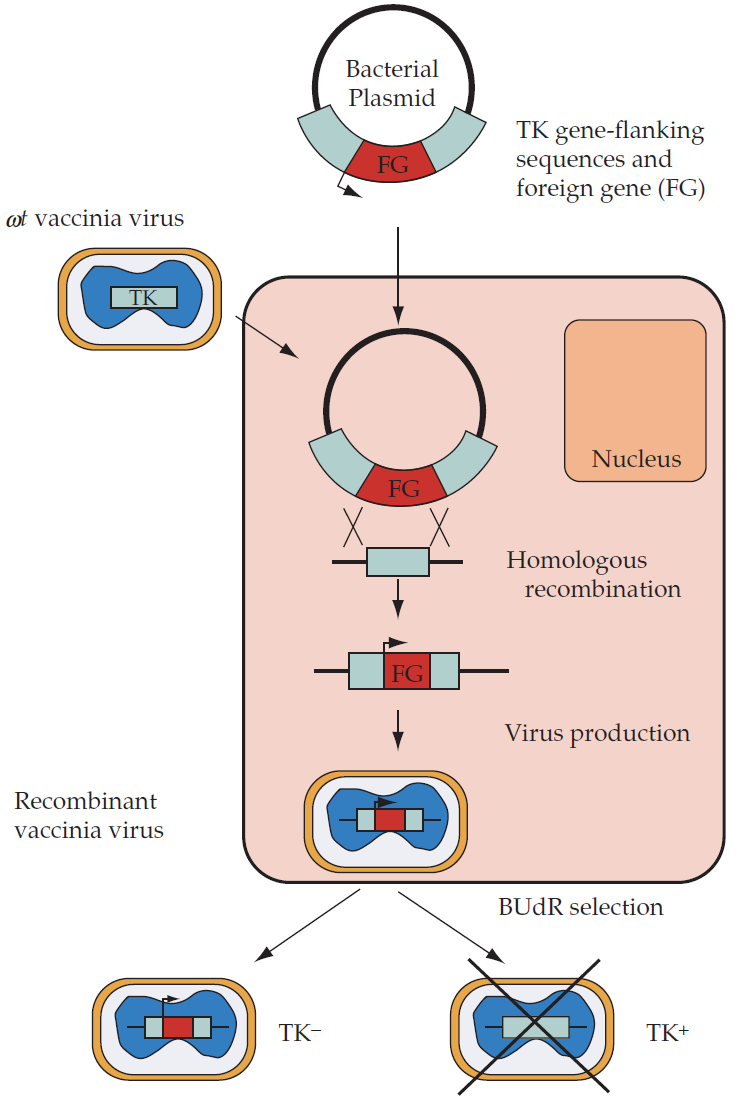 Construction of recombinant vaccinia virus expression vector.