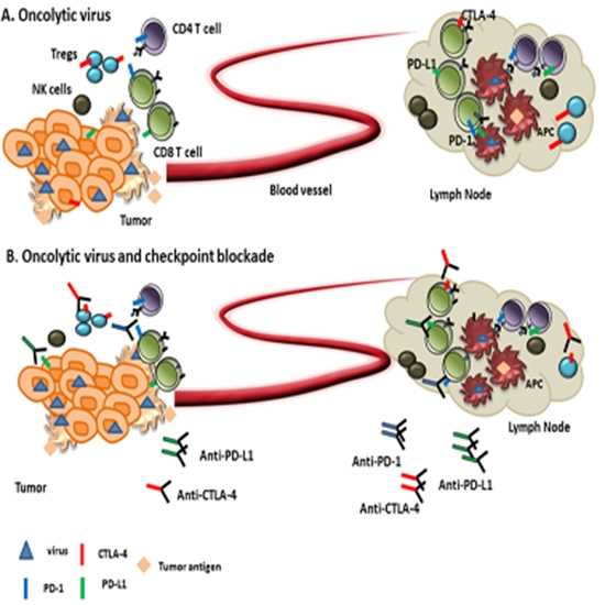 Immune checkpoint inhibitors such as PD-1/PD-L1 and CTLA-4 have been used in combination with oncolytic viruses (OA Literature)