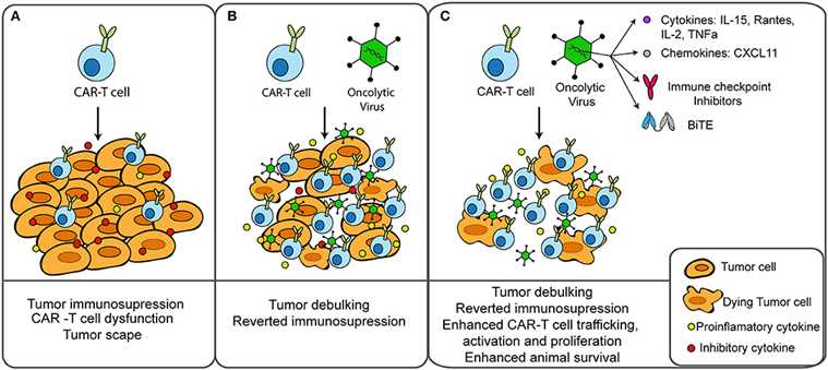 Combination of CAR-T cells and oncolytic virus for the treatment of solid tumors. (OA Literature)