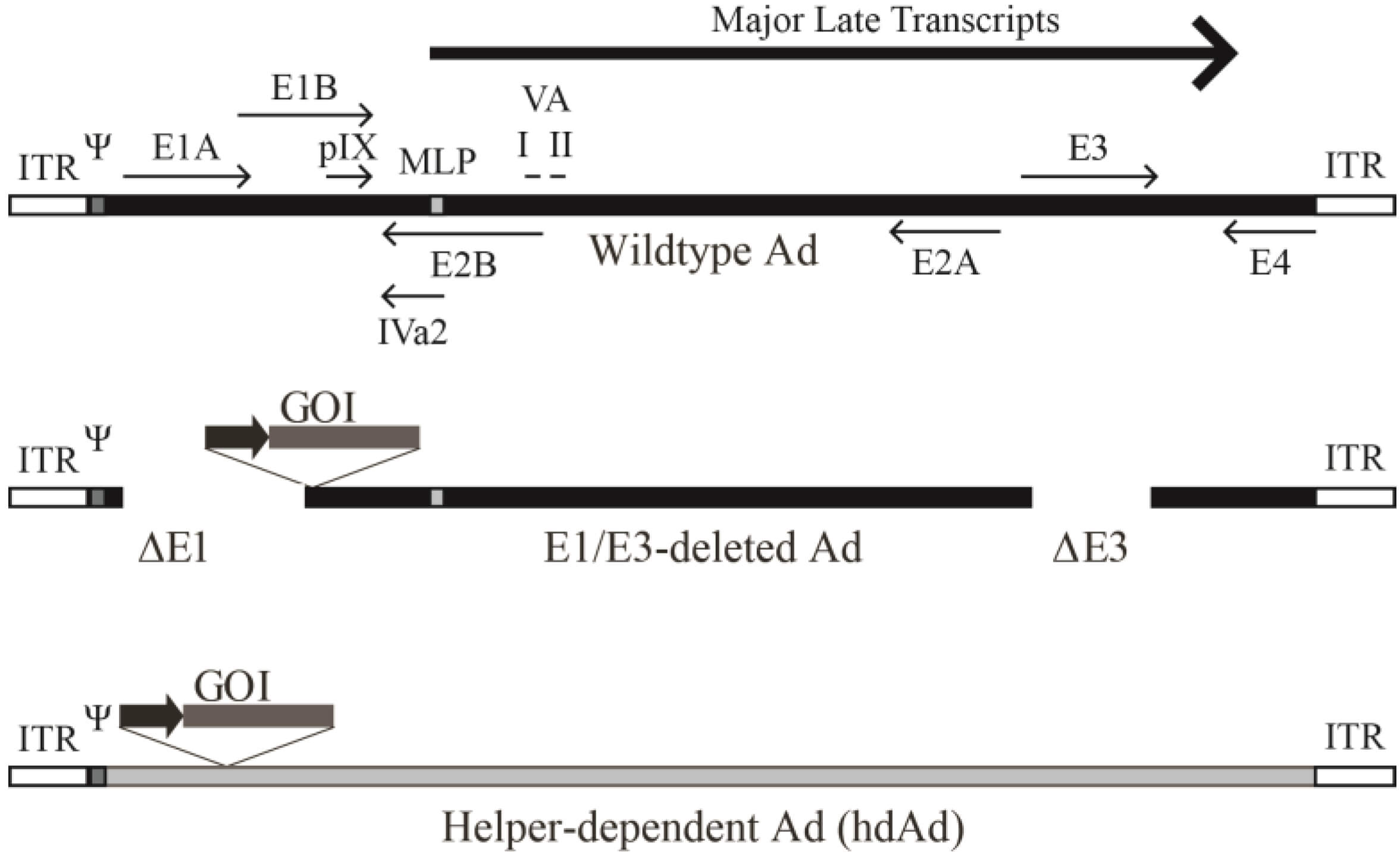 Schematic representation of the genome of the adenovirus as well as the optimized adenovirus vector. (OA Literature)