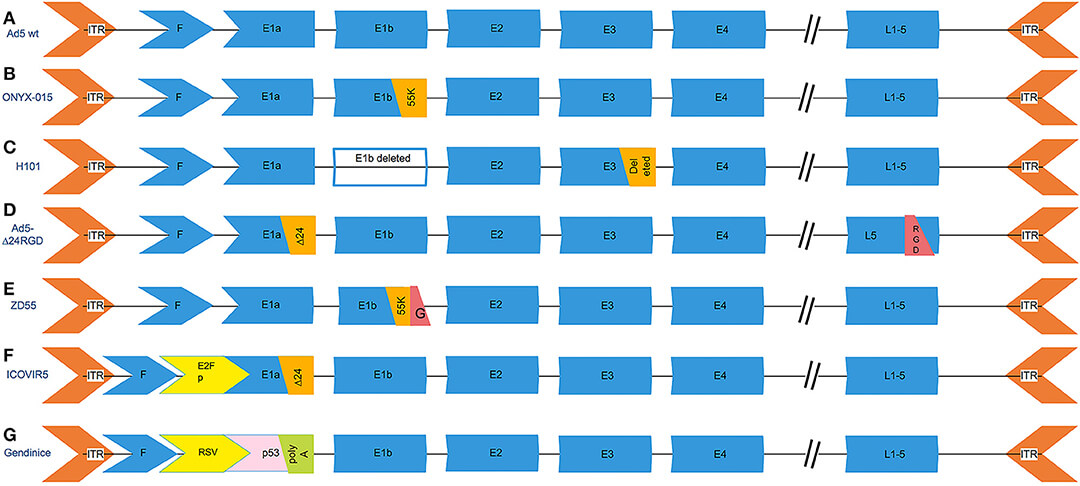 Genetic modification of common oncolytic adenovirus vectors. (OA Literature)