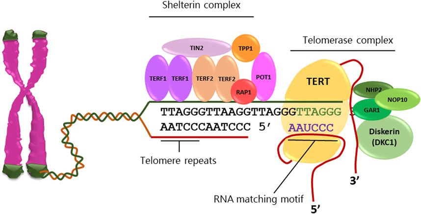 Telomerase is a ribonucleoprotein complex consisting of an RNA template component (TERC) and tetrad proteins (including keratin loss protein, GAR1, NHP2, and NOP10), as well as the reverse transcriptase holoenzyme TERT. (OA Literature)