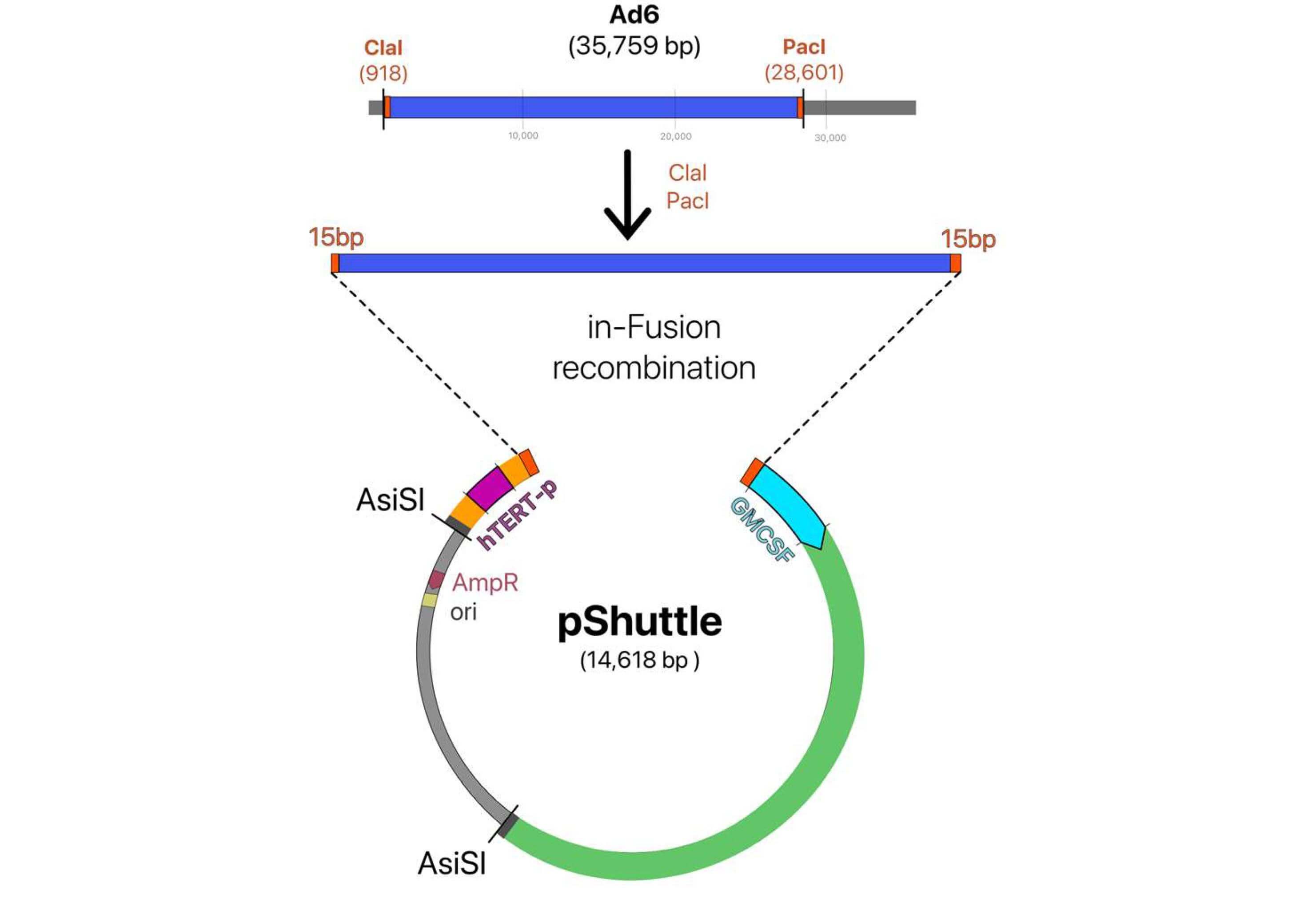 The hTERT promoter, shown in purple, replaces the natural E1A promoter. (OA Literature)