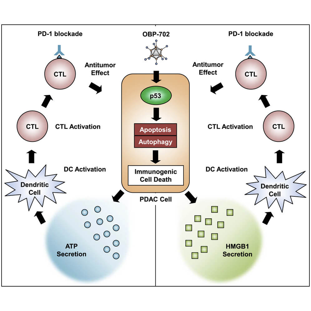 Oncolytic adenovirus armed with p53 gene and its mechanism of action. (OA Literature)
