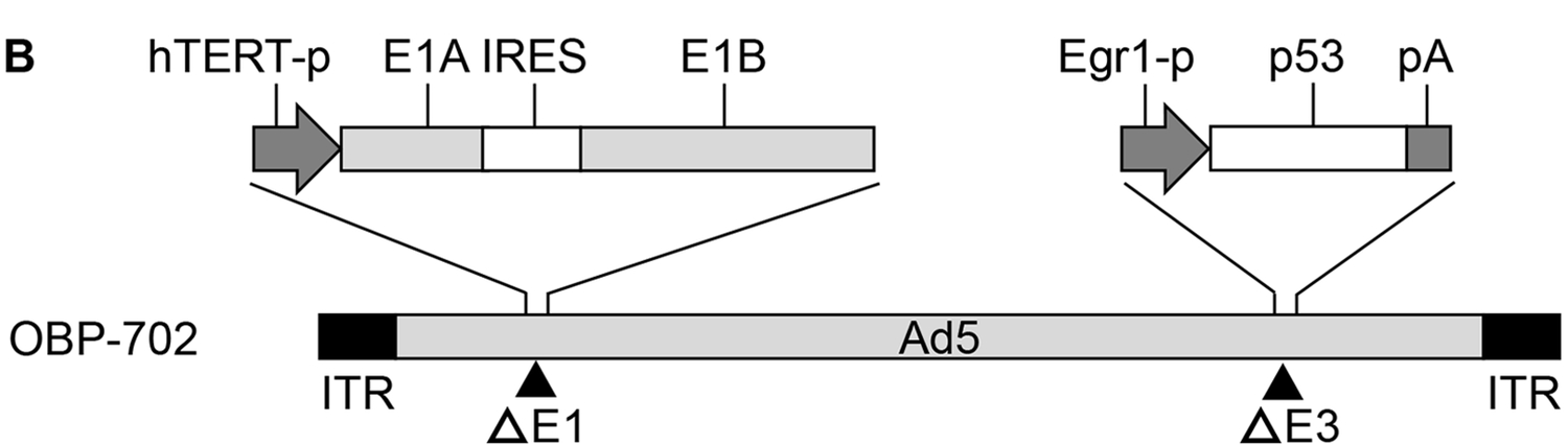 OBP-702 is a variant of OBP-301 with the p53 gene. (OA Literature)