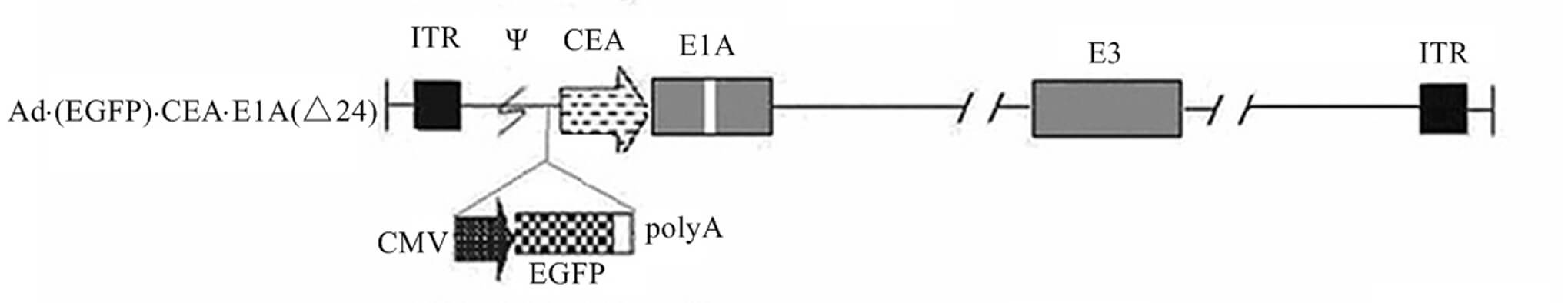 Schematic representation of the construction of Ad·(EGFP)·CEA·E1A(Δ24). (OA Literature)