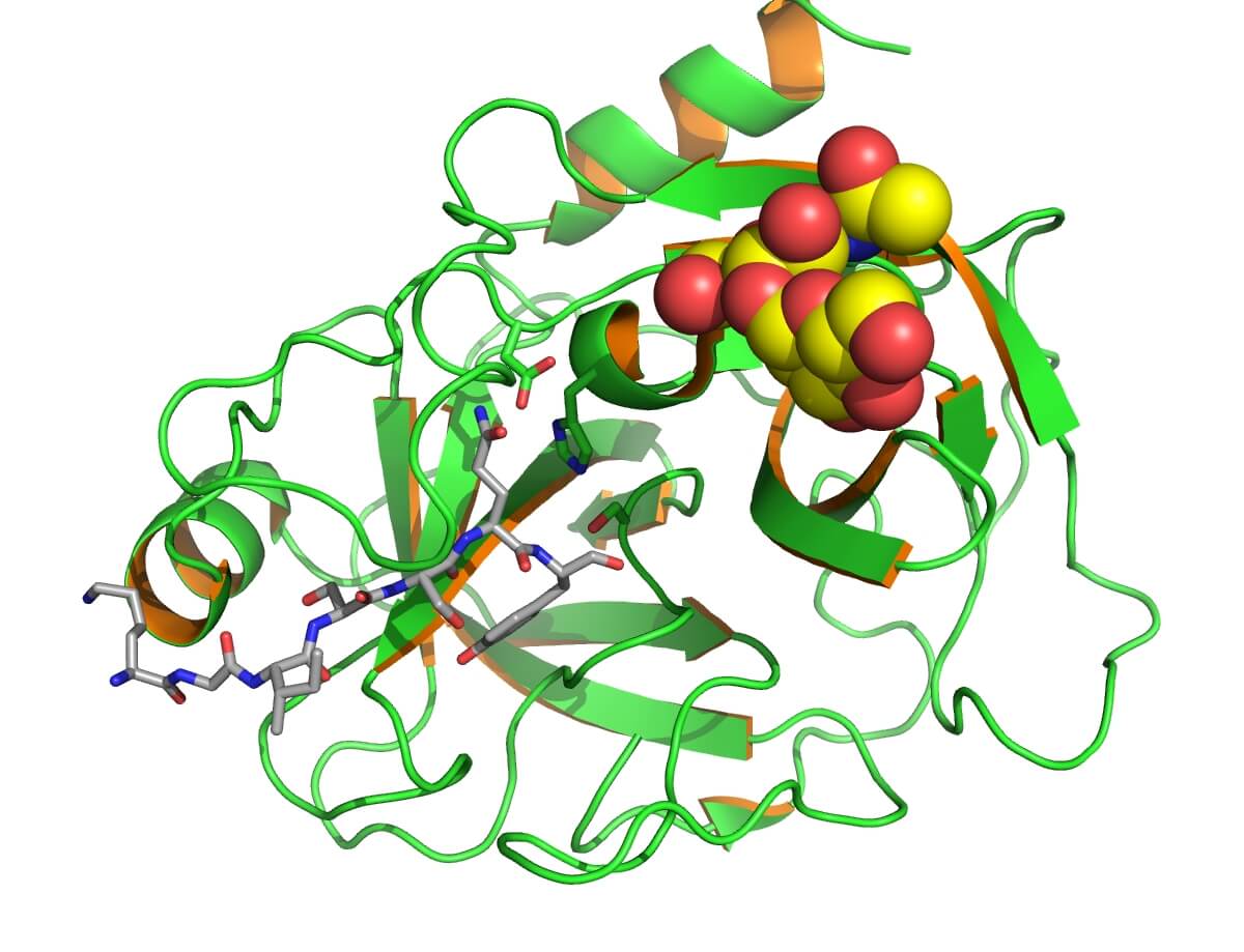 Human prostate-specific antigen (PSA/KLK3) with bound substrate from the complex with antibody (PDB id: 2ZCK).