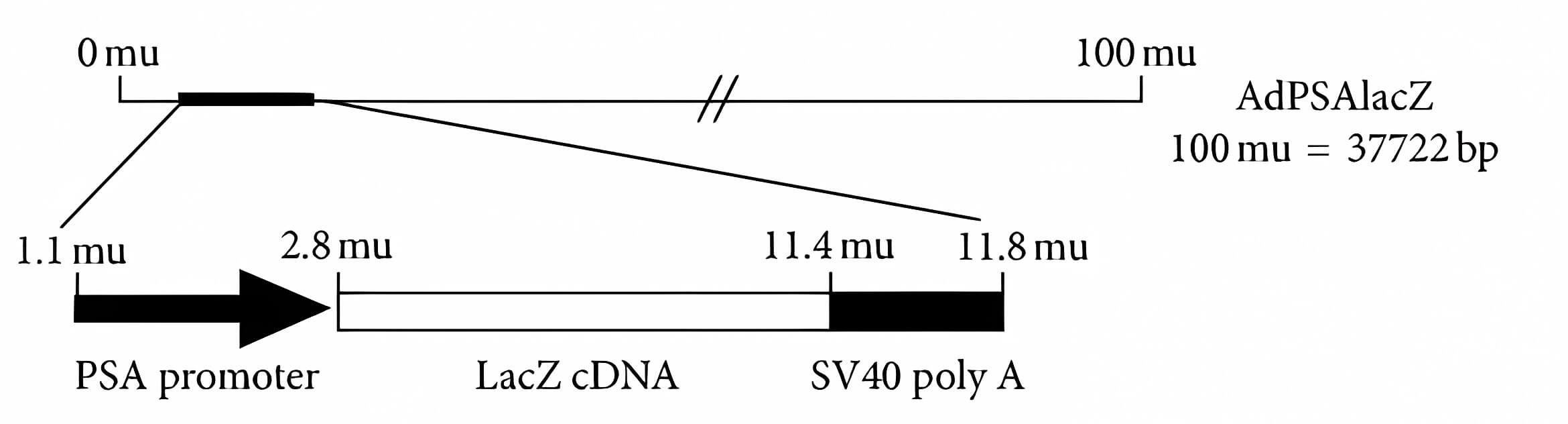 Schematic representation of an adenovirus genome driven using a prostate-specific PSA promoter. (OA Literature)