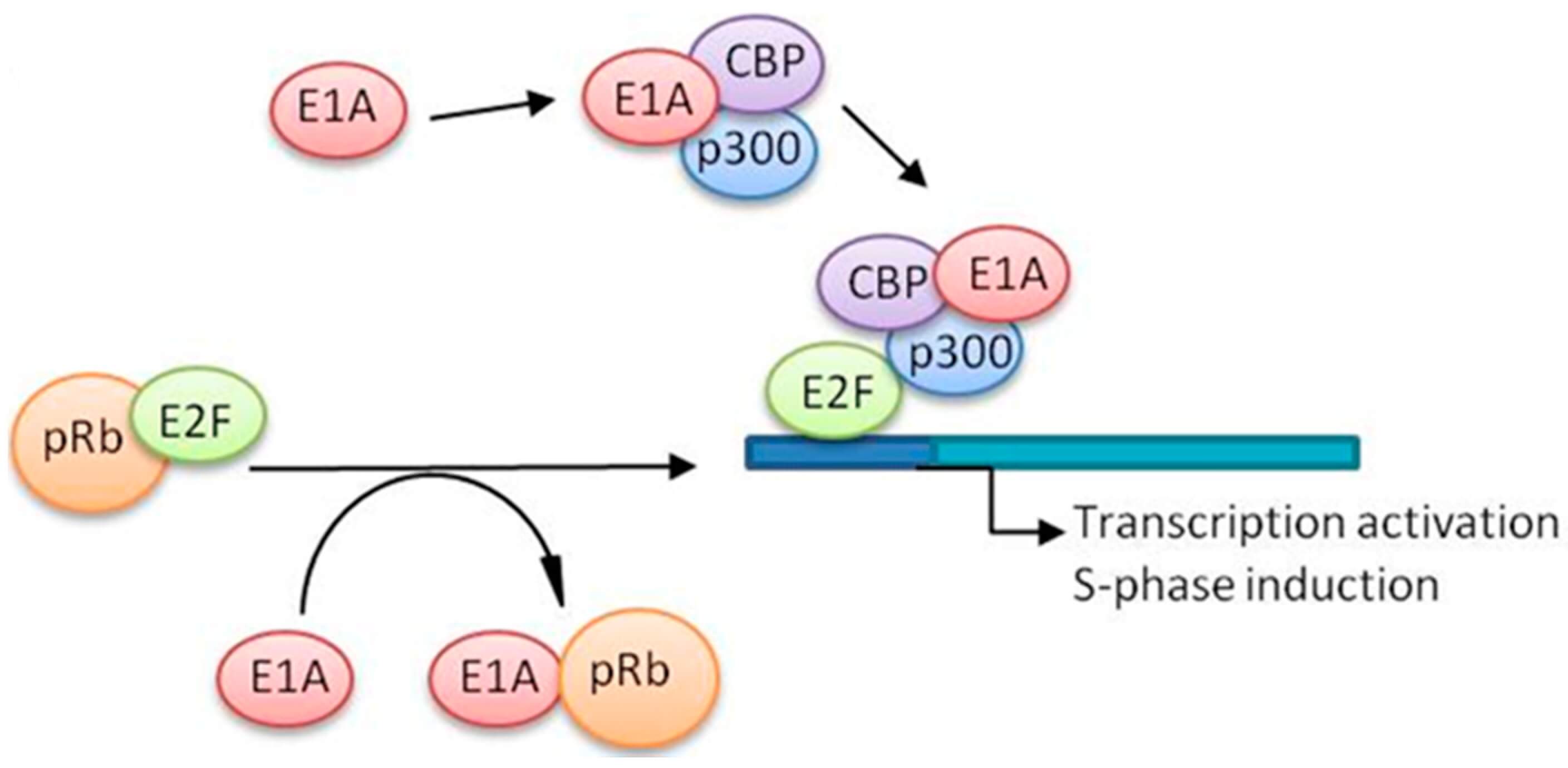 E2F plays a role in adenoviral protein synthesis. (OA Literature)