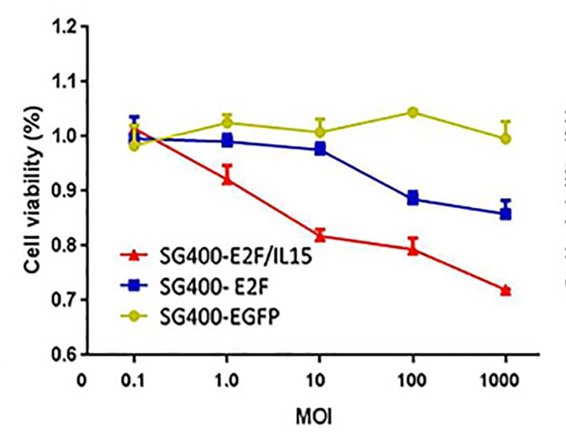 The effect of the oncolytic virus on tumor cell activity was determined using MTT assay, and oncolytic adenovirus driven by E2F promoter reduced tumor cell activity. (OA Literature)
