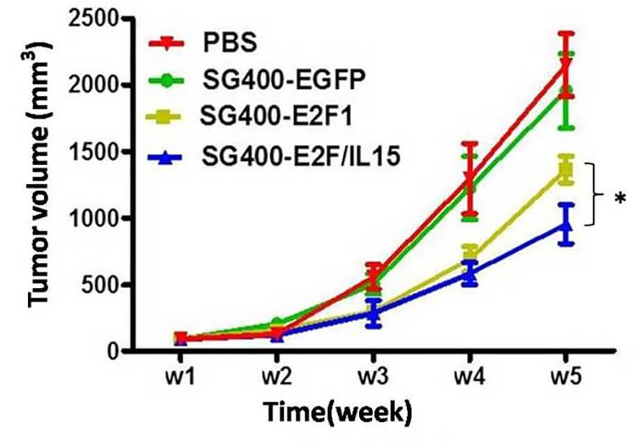 Oncolytic adenovirus driven by the E2F promoter significantly slowed tumor development in breast cancer model mice in vivo. (OA Literature)