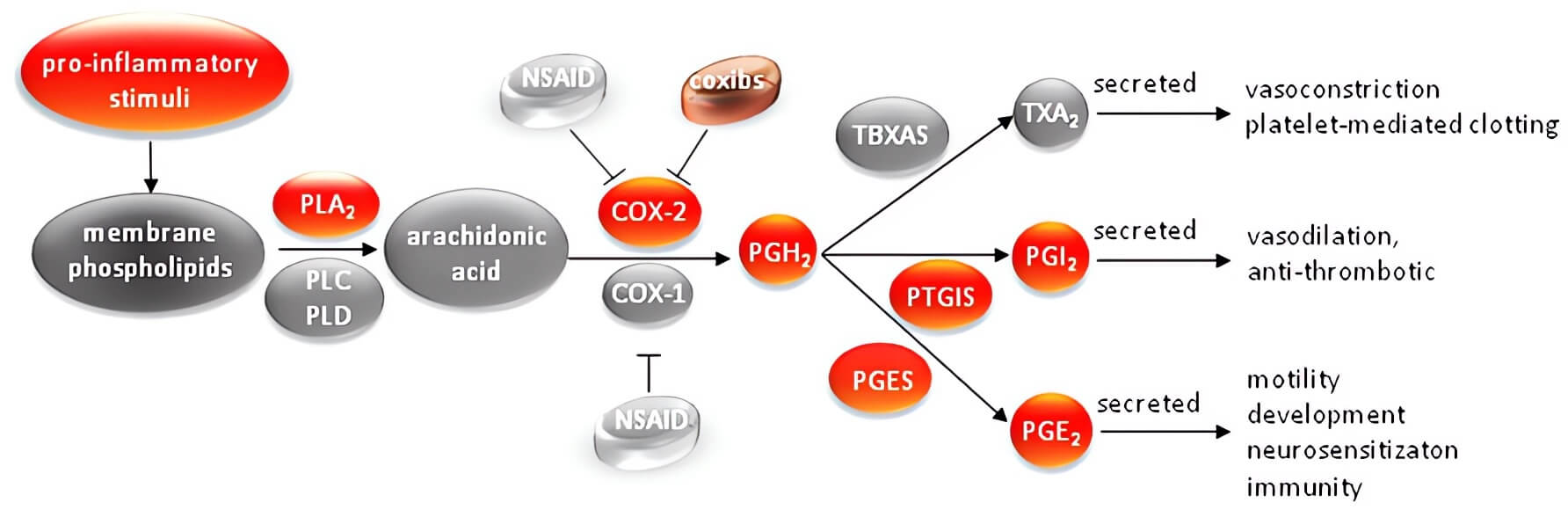 Mechanism of action of cyclooxygenase. (OA Literature)