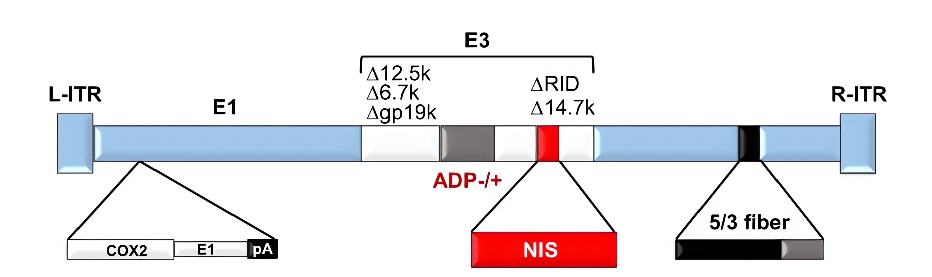 Special oncolytic adenoviruses were constructed by inserting the Cox2l promoter into the E1A region of the oncolytic adenovirus. (OA Literature)