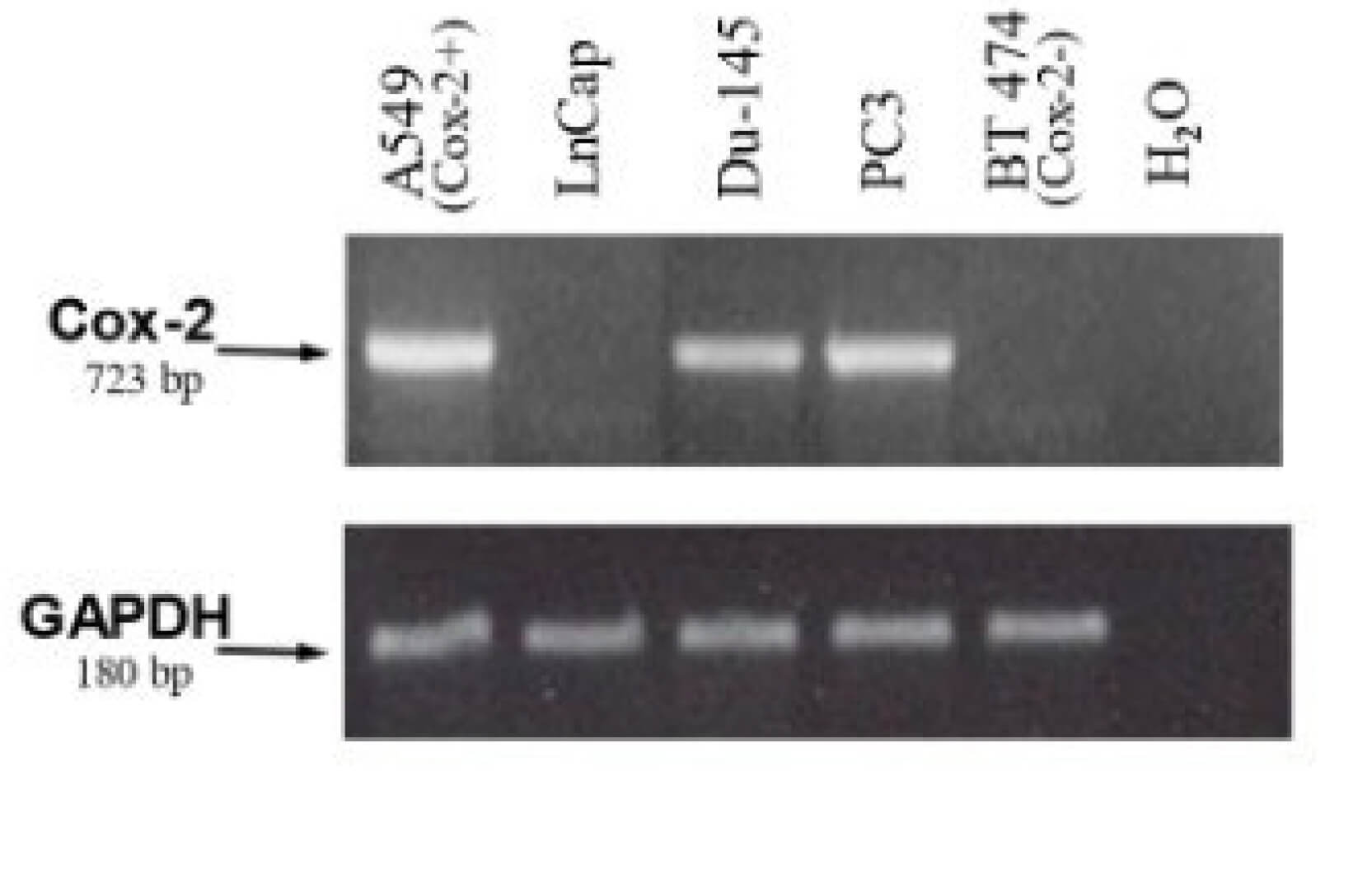 COX2 RNA levels were checked by PCR as well as agarose gel electrophoresis chromophobe under UV light. (OA Literature)
