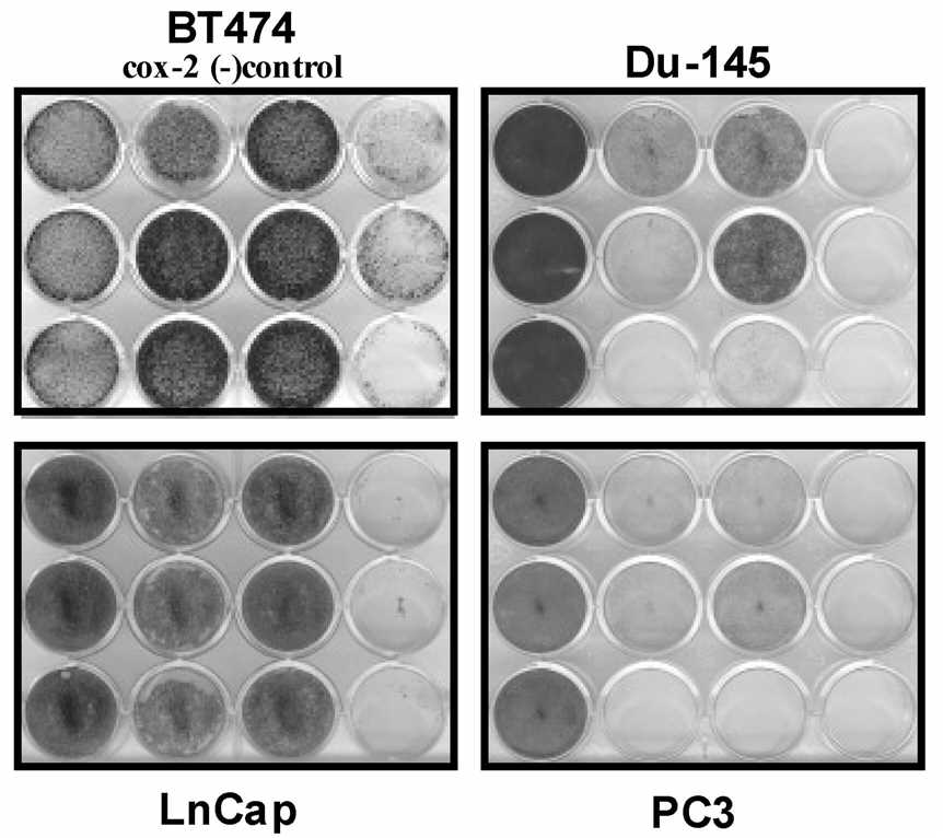 Images under white light during tumor cell activity assays using crystal violet staining. (OA Literature)