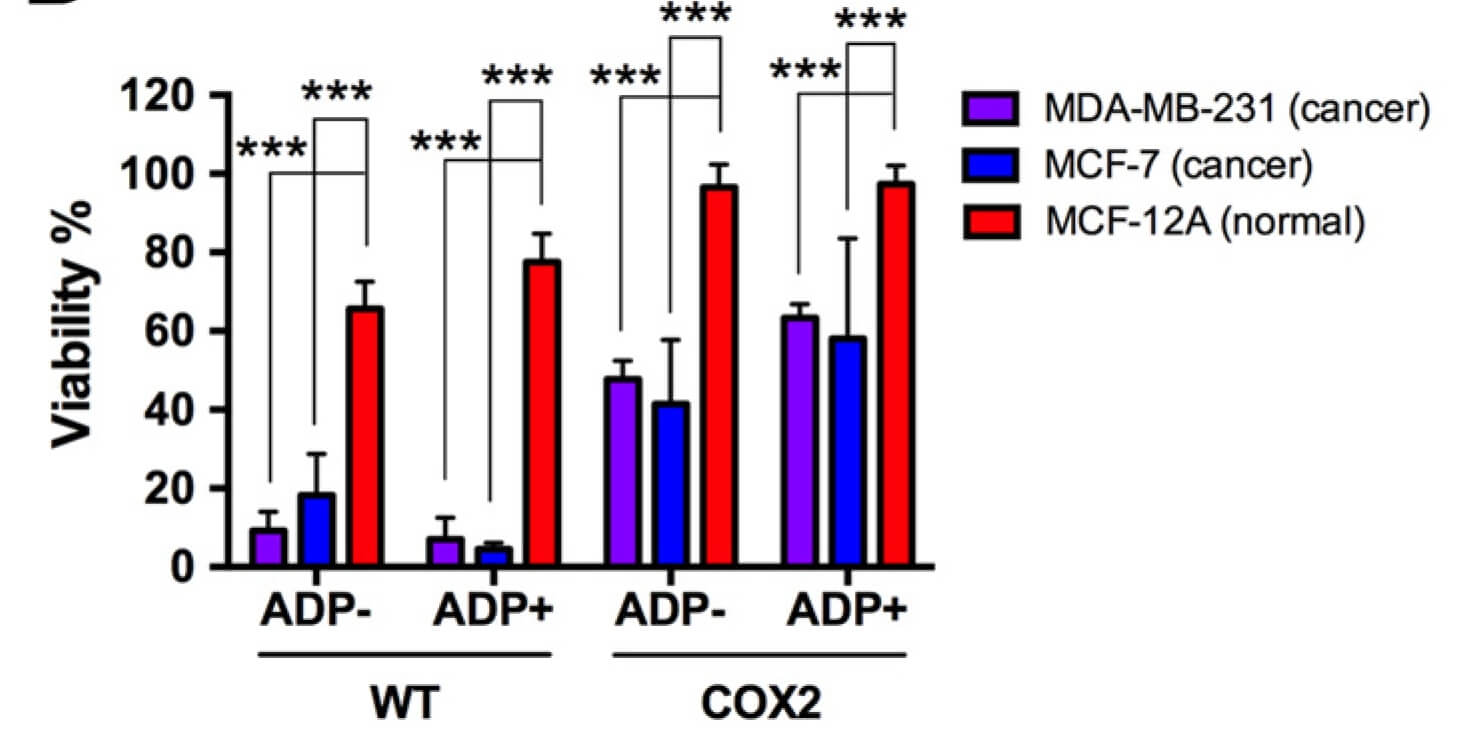 Five days after infection with oncolytic adenovirus, the percentage of viability of breast cancer cells compared with control Wells was quantified by crystal violet staining density. (OA Literature)