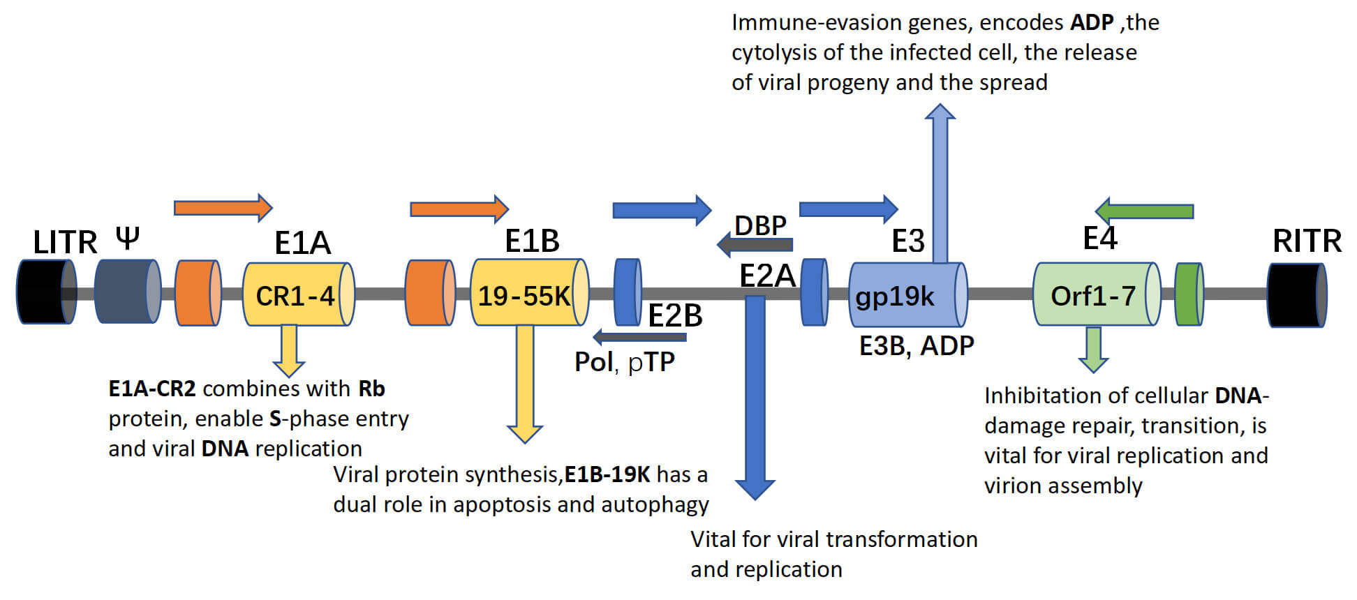 LITR and RITR indicate left and right inverted terminal repeats, respectively. Abbreviation: E1A-CR2, E1A conserved region 2; Rb, retinoblastoma; ADP, adenovirus death protein; DBP, DNA-binding protein; pTP, precursor terminal protein; Pol, polymerase. (OA Literature)