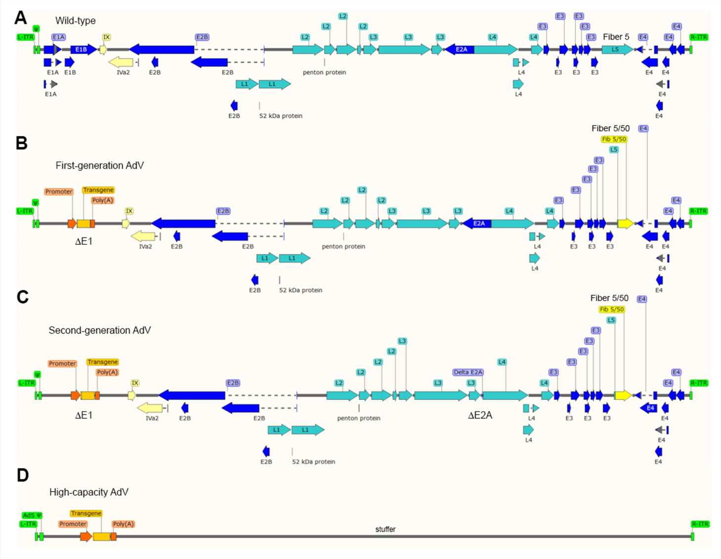 Wild type and modified recombinant adenovirus. (OA Literature)