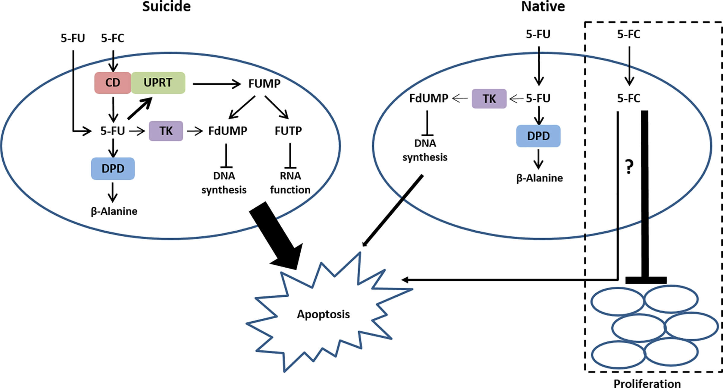 Mechanism of 5-FC and CD synergistically inducing tumor cell apoptosis. (OA Literature)