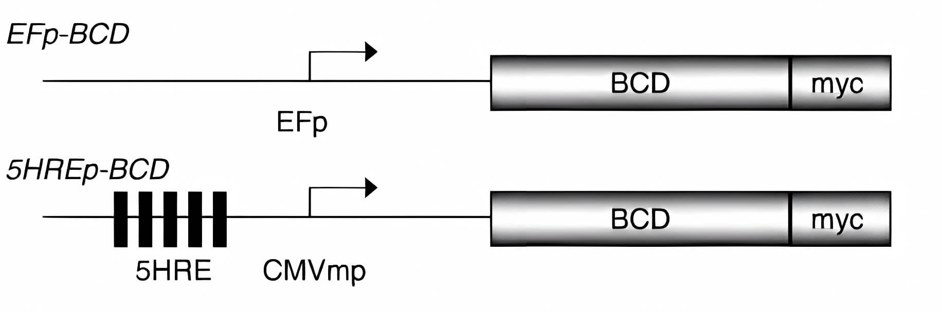 Schematic representation of the EFp-BCD gene that constitutively expresses BCD (top panel) and the hypoxia of the 5HREp-BCD gene that expresses BCD in a dependent manner (bottom panel). (OA Literature)