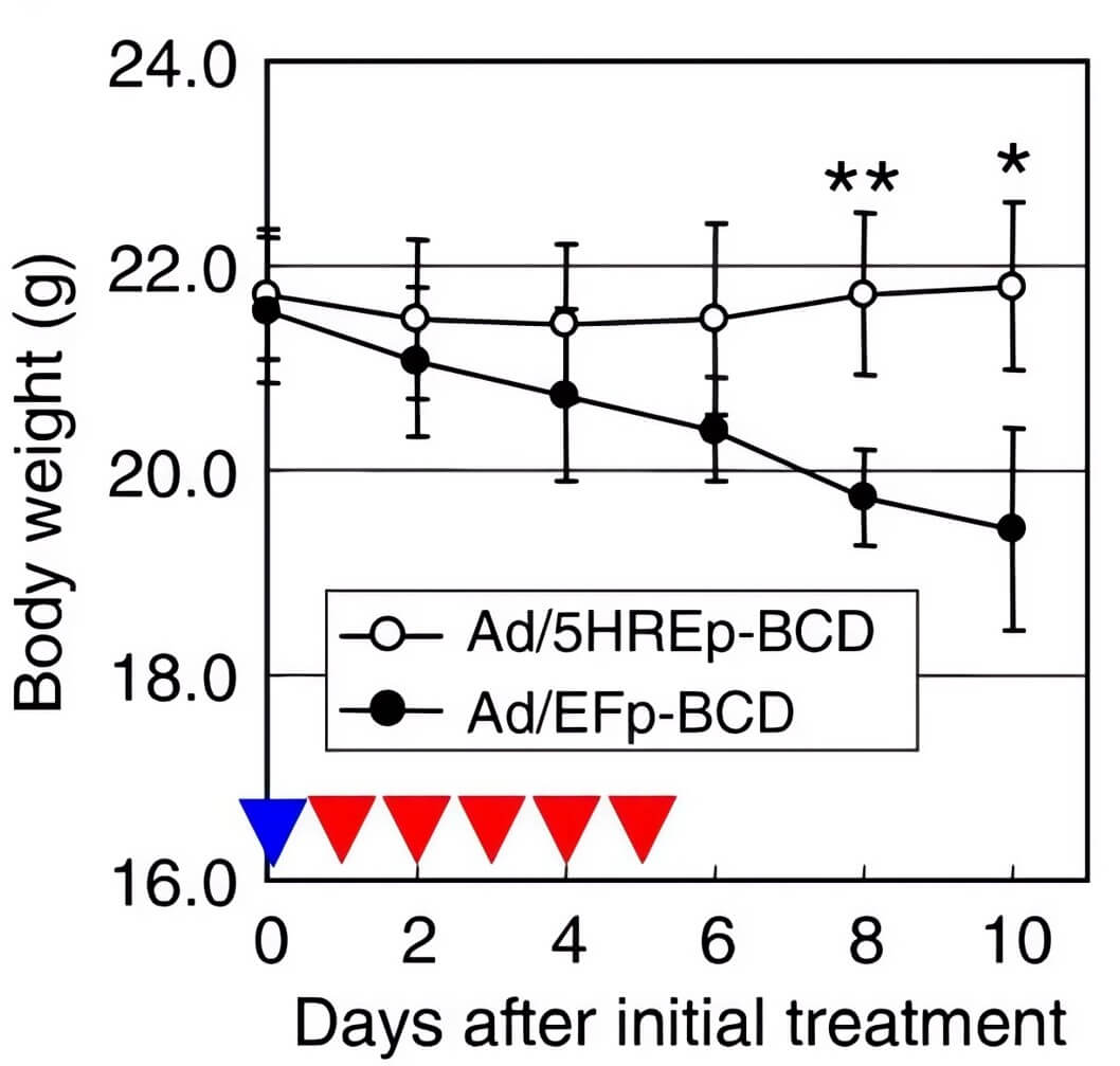 Tumor-bearing mice were treated with CD-loaded oncolytic adenovirus for five consecutive days, and body weight was continuously recorded. (OA Literature)