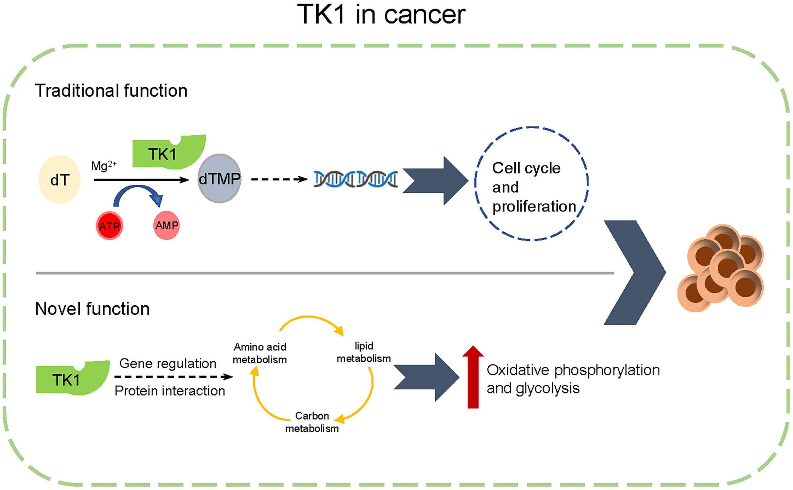 Schematic representation of the function of thymidine kinase 1 (TK1) in cutaneous melanoma (SKCM). (OA Literature)