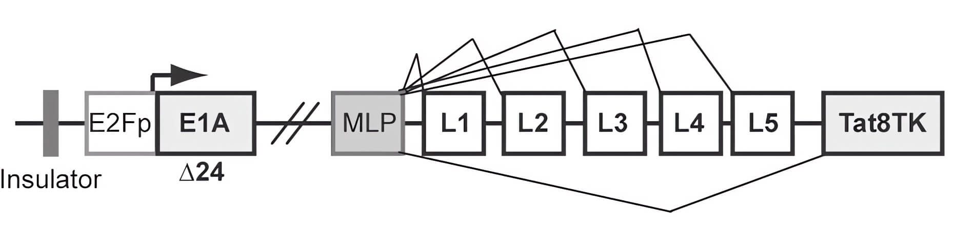 Schematic representation of the structure of an oncolytic adenovirus loaded with TK using the E2P and E1A promoters. (OA Literature)