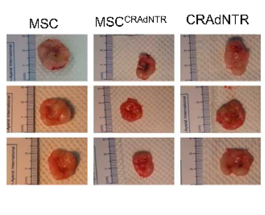 HT29 cells were injected intravenously into the mice to establish the model. Seven days later, the tumor tissues were removed and placed under white light for photos (OA Literature)