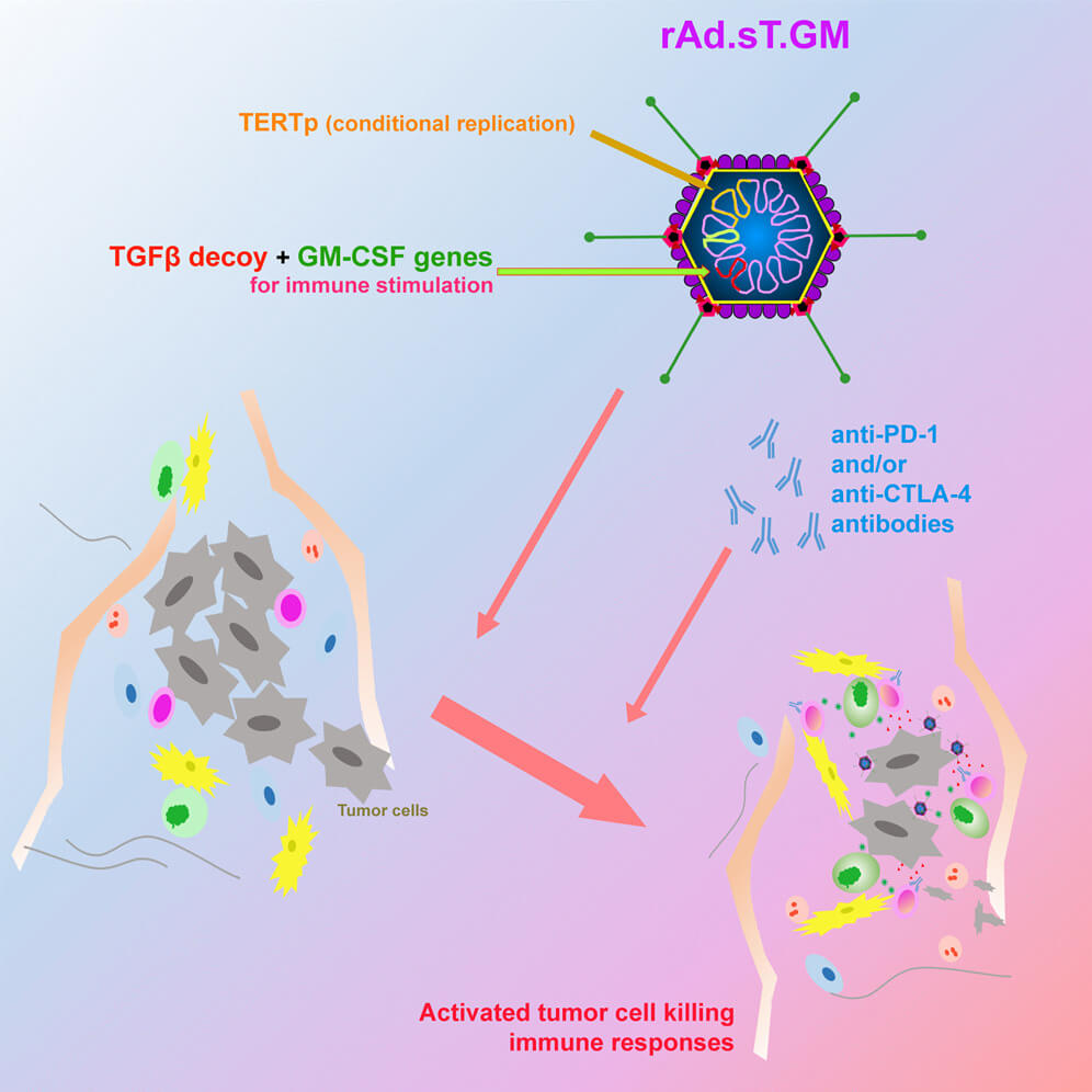 Schematic representation of the mechanism of tumor cell elimination using oncolytic adenovirus of TGFβ and GMCSF. (OA Literature)