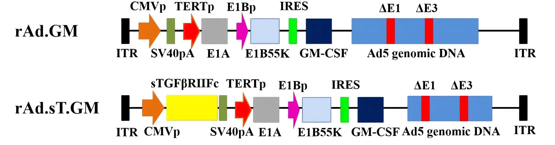Schematic representation of the genome composition of an oncolytic adenovirus loaded with GMCSF. (OA Literature)