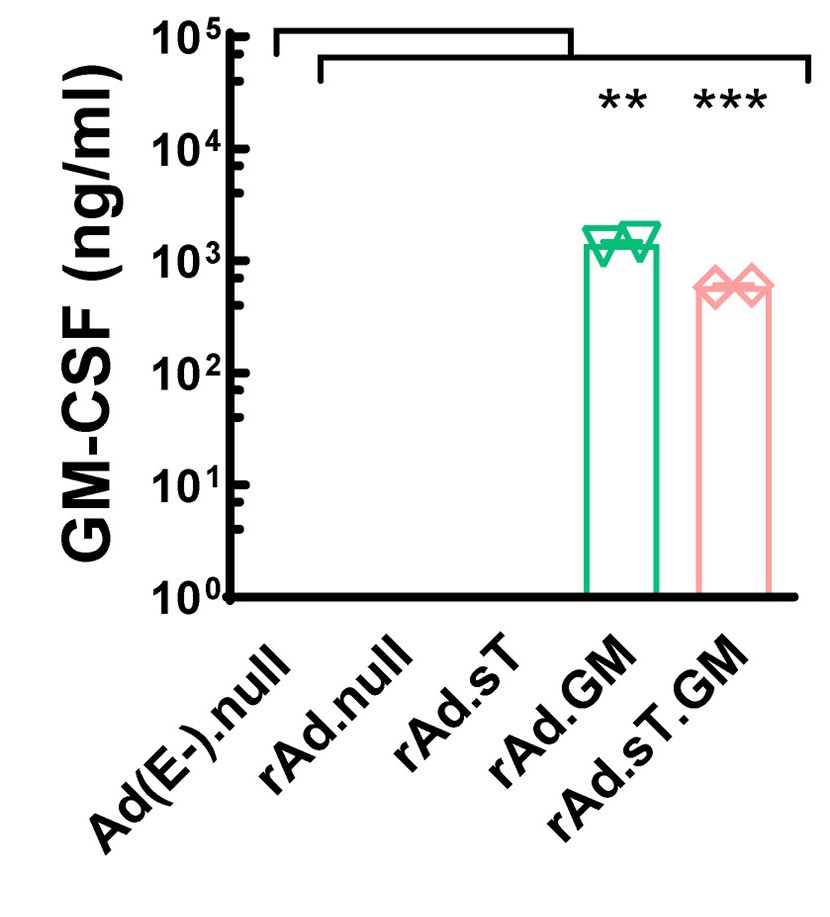 Only tumor cells infected with oncolytic adenovirus loaded with GMCSF were able to express the corresponding cytokines. (OA Literature)