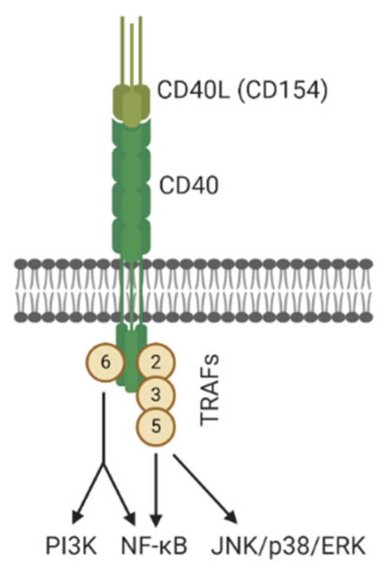Schematic representation of intracellular signaling regulated by CD40/CD40L. (OA Literature)
