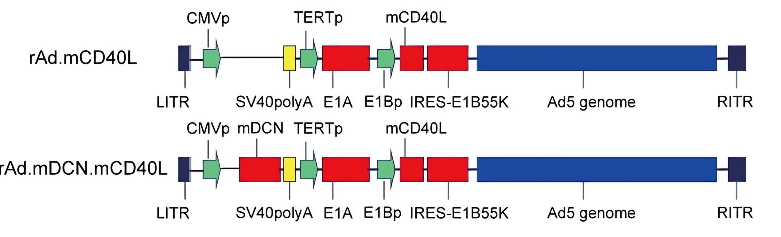 Schematic representation of the genome composition of an oncolytic adenovirus loaded with CD40L. (OA Literature)